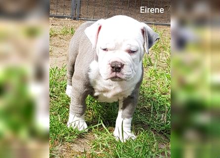 of Mystery Bulldogs" EIRENE "