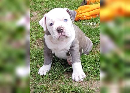 of Mystery Bulldogs" EIRENE "