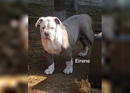 of Mystery Bulldogs" EIRENE "