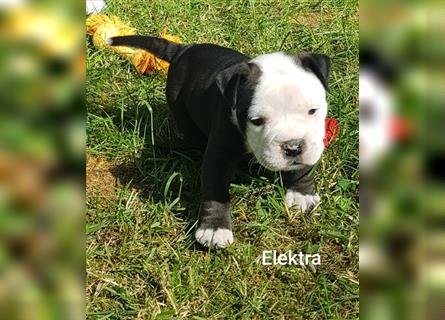 of Mystery Bulldogs " ELEKTRA " "