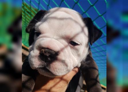 of Mystery Bulldogs " ELEKTRA " "