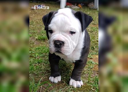 of Mystery Bulldogs " ELEKTRA " "