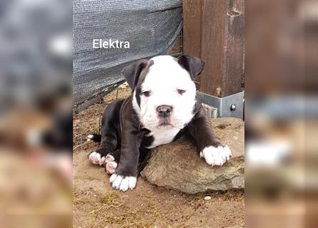of Mystery Bulldogs " ELEKTRA " "