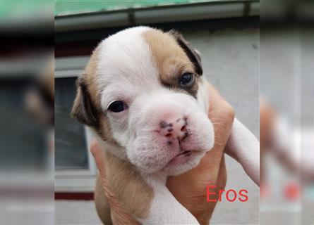 of Mystery Bulldogs " EROS "