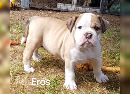 of Mystery Bulldogs " EROS "