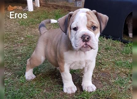 of Mystery Bulldogs " EROS "