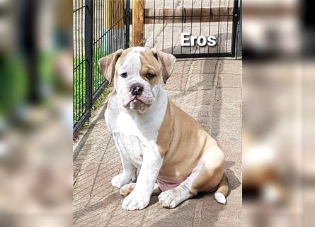 of Mystery Bulldogs " EROS "