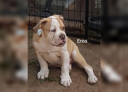 of Mystery Bulldogs " EROS "