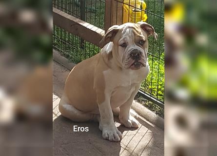 of Mystery Bulldogs " EROS "