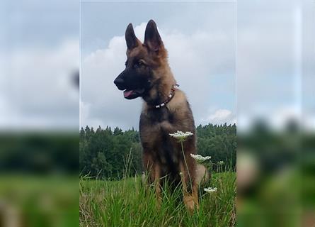 Deutsche Schäferhund Welpen (VORANZEIGE)