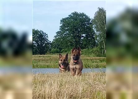 Deutsche Schäferhund Welpen (VORANZEIGE)