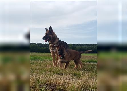 Deutsche Schäferhund Welpen (VORANZEIGE)