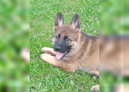 Deutsche Schäferhund Welpen (VORANZEIGE)