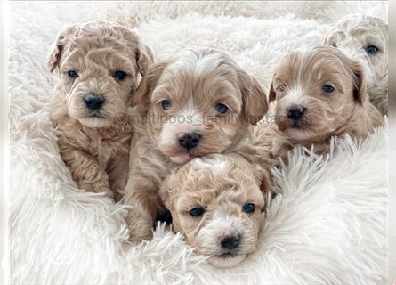 Traumhafte Maltipoo Welpen F1 Malteser Pudel