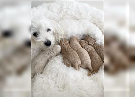 Traumhafte Maltipoo Welpen F1 Malteser Pudel