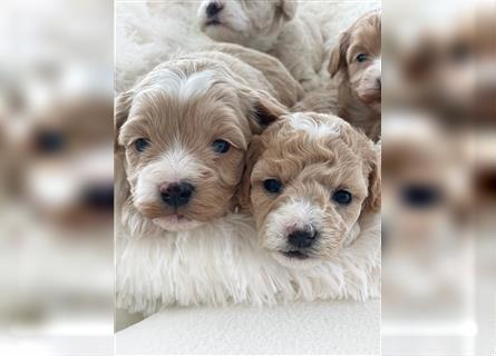 Traumhafte Maltipoo Welpen F1 Malteser Pudel