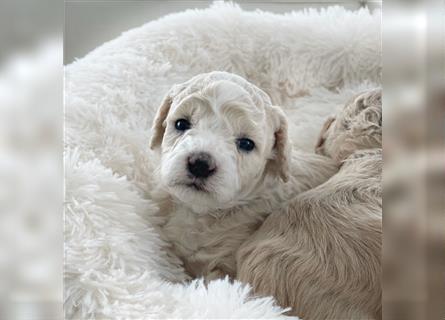 Traumhafte Maltipoo Welpen F1 Malteser Pudel