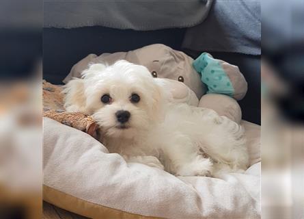 Maltipoo Welpen, Malteser Toypudel Zwergpudel