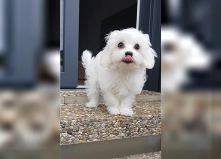 Maltipoo Welpen, Malteser Toypudel Zwergpudel