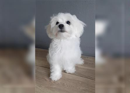 Maltipoo Welpen, Malteser Toypudel Zwergpudel