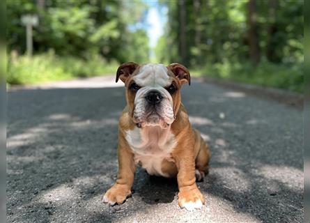 Englische Bulldogge Welpen original English Bulldog