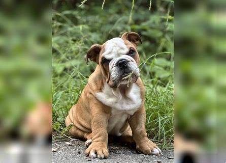 Englische Bulldogge Welpen original English Bulldog