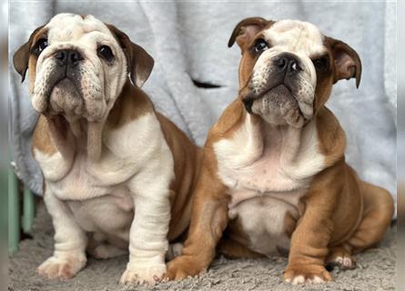 Englische Bulldogge Welpen original English Bulldog