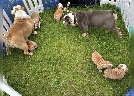 Englische Bulldogge Welpen original English Bulldog