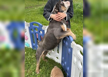 Englische Bulldogge Welpen original English Bulldog