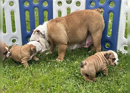 Englische Bulldogge Welpen original English Bulldog