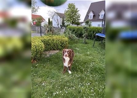 Australian Shepherd Red Bi Deckrüde