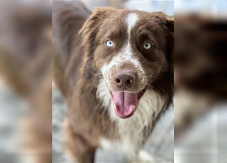 Australian Shepherd Red Bi Deckrüde