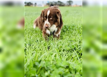 Australian Shepherd Red Bi Deckrüde