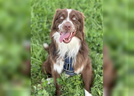 Australian Shepherd Red Bi Deckrüde