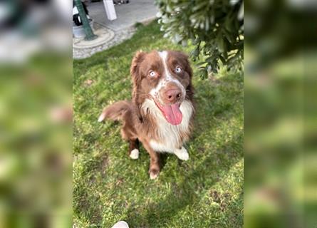 Australian Shepherd Red Bi Deckrüde