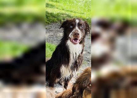 Australian Shepherd Red Bi Deckrüde