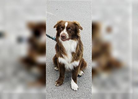 Australian Shepherd Red Bi Deckrüde