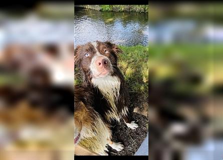 Australian Shepherd Red Bi Deckrüde