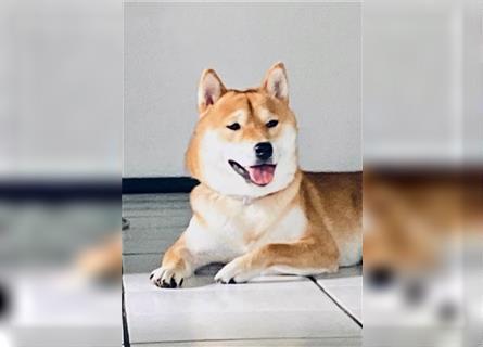 Reinrassiger Shiba Inu