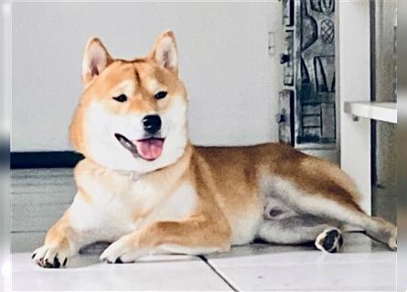 Reinrassiger Shiba Inu