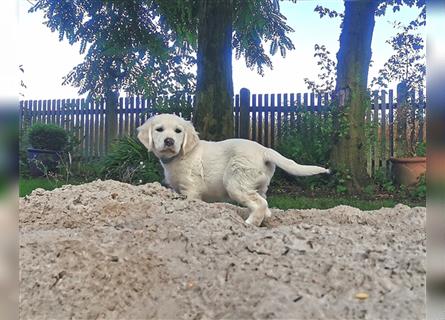 Premium Golden Retriever Welpen mit Ahnentafel