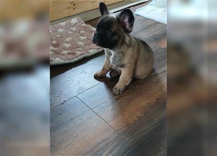 Französische Bulldogge Fluffy