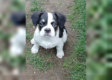 Französische Bulldogge Fluffy