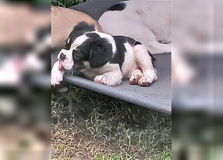 Französische Bulldogge Fluffy