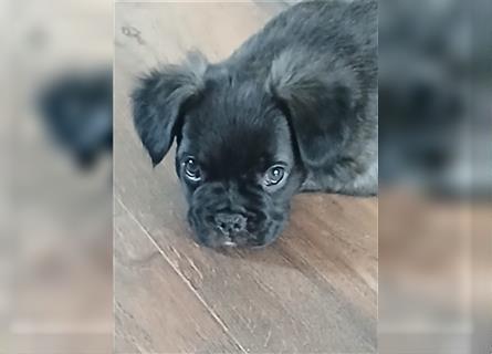 Französische Bulldogge Fluffy