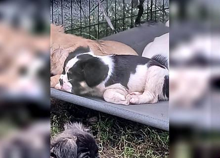 Französische Bulldogge Fluffy