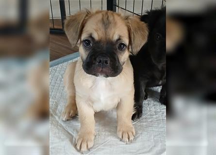 Französische Bulldogge Fluffy