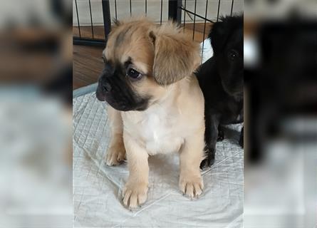 Französische Bulldogge Fluffy