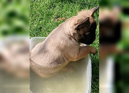 Französische Bulldogge Fluffy