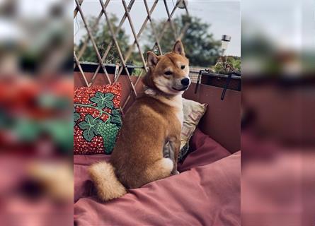 Reinrassiges Shiba Inu Weibchen 